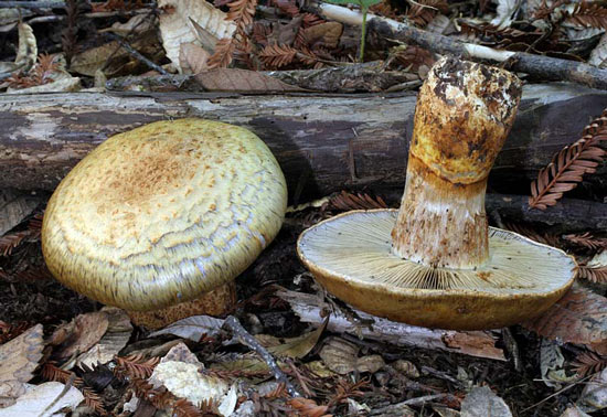 Cortinarius ponderosus - Fungi species | sokos jishebi | სოკოს ჯიშები