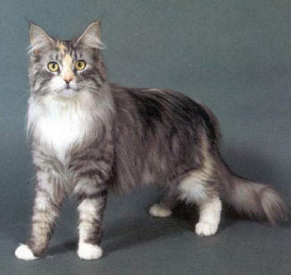 American Longhair - cat Breeds | კატის ჯიშები | katis jishebi
