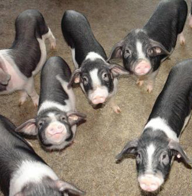 Ningxiang - pig breeds | goris jishebi | ღორის ჯიშები