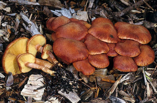 Gymnopilus luteofolius - Fungi species | sokos jishebi | სოკოს ჯიშები
