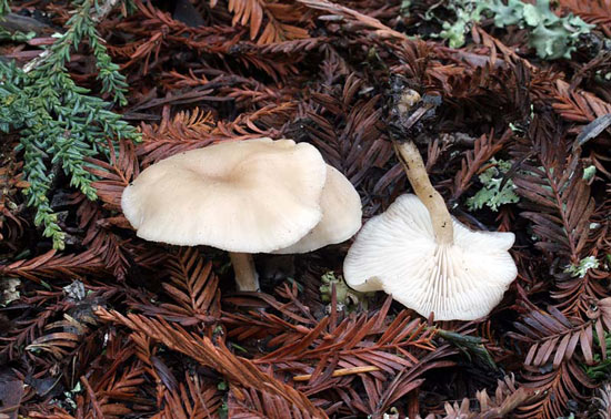Clitocybe fragrans - Fungi species | sokos jishebi | სოკოს ჯიშები