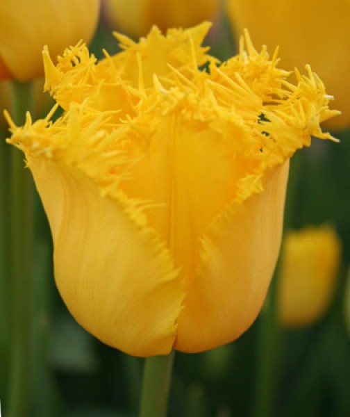 Hamilton -                                                         Species Tulip| TITA | ტიტა                                                        