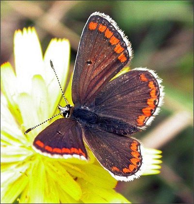 Brown Argus - Butterfly species | PEPLIS JISHEBI | პეპლის ჯიშები