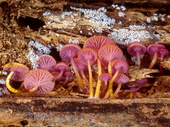 Mycena lilacifolia: Chromosera cyanophylla - Mushroom Species Images
