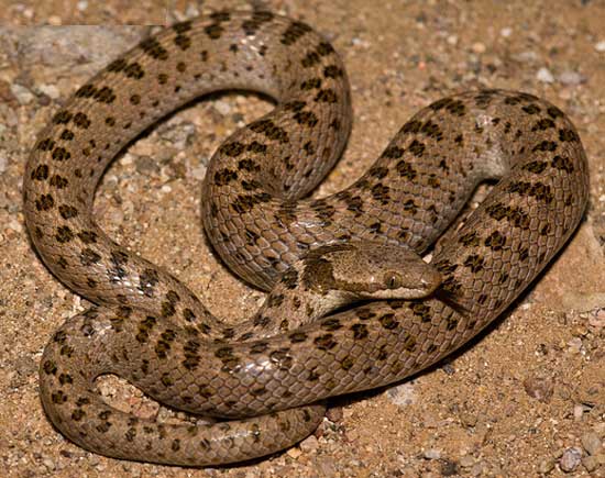  DESERT NIGHTSNAKE  Hypsiglena chlorophaea - snake species | gveli | გველი