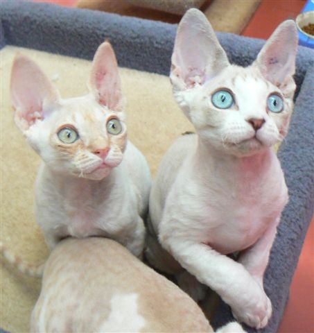 Devon Rex 3 - cat Breeds | კატის ჯიშები | katis jishebi