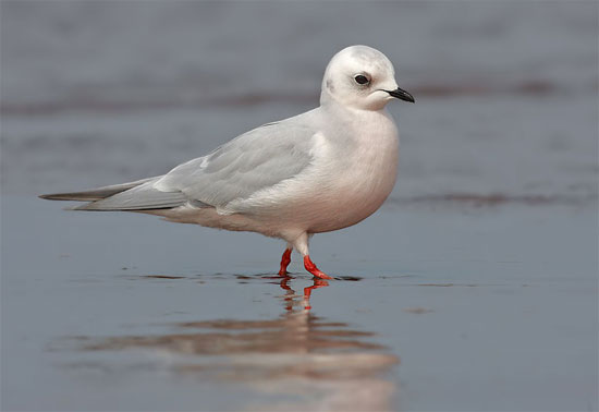 Ross's Gull - Bird Species | Frinvelis jishebi | ფრინველის ჯიშები