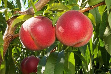 Sweet Dream - Peach Varieties