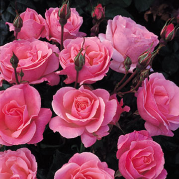 Queen Elizabeth - Rose Varieties | VARDI | ვარდი                                                                                                                