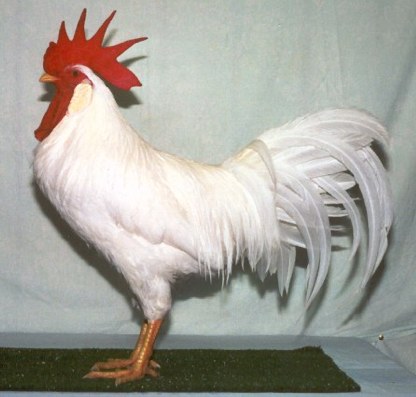 Animal Pictures  Facts on Leghorn   Chicken Breeds