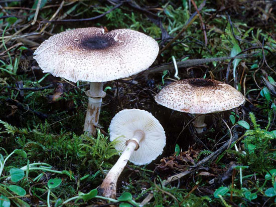 Lepiota roseifolia - Mushroom Species Images
