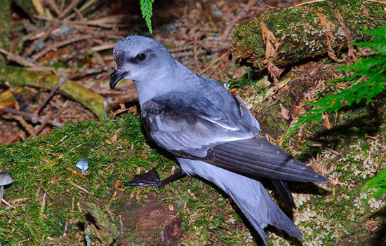 Fork-tailed Storm-Petrel - Bird Species | Frinvelis jishebi | ფრინველის ჯიშები