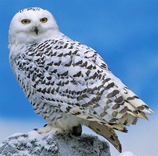 Snowy Owl - Bird Species | Frinvelis jishebi | ფრინველის ჯიშები