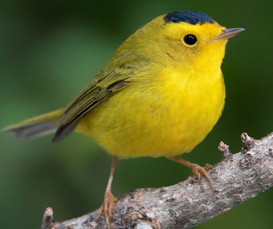 Wilson's Warbler - Bird Species | Frinvelis jishebi | ფრინველის ჯიშები