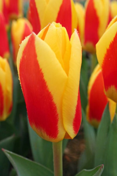 Stresa -                                                         Species Tulip| TITA | ტიტა                                                        
