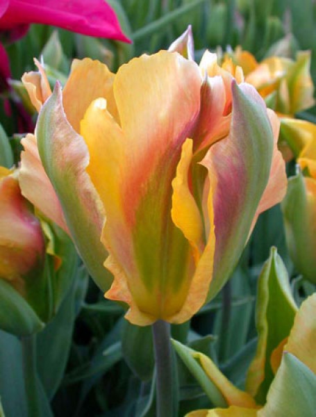 Golden Artist -                                                         Species Tulip| TITA | ტიტა                                                        