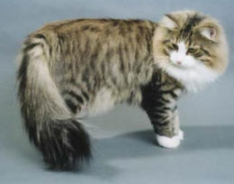 Norwegian Forest Cat 2 - cat Breeds | კატის ჯიშები | katis jishebi