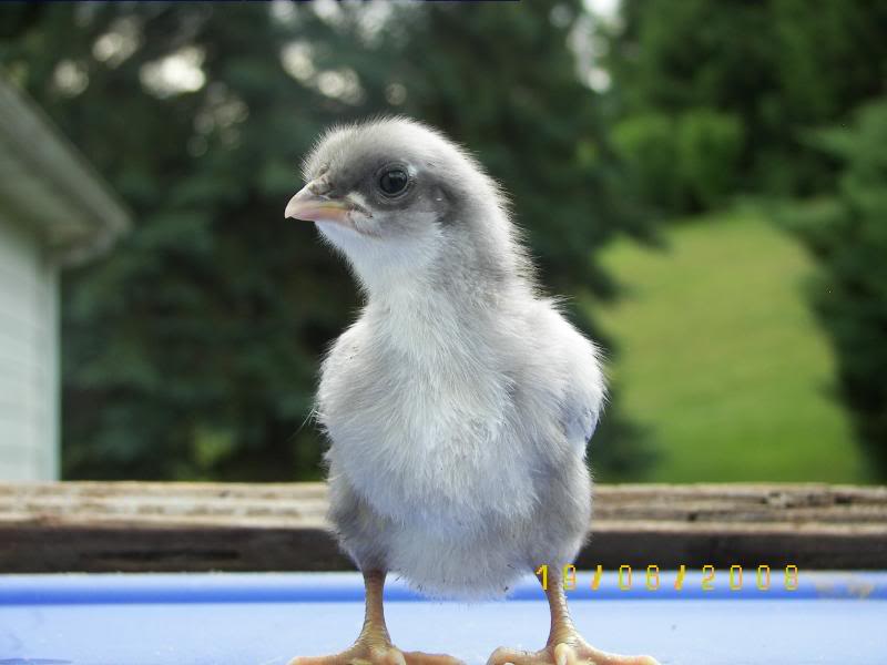 Andalusian 1 - chicken Breeds | ქათმის ჯიშები | qatmis jishebi