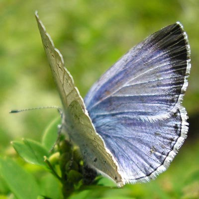 Holly Blue - Butterfly species | PEPLIS JISHEBI | პეპლის ჯიშები