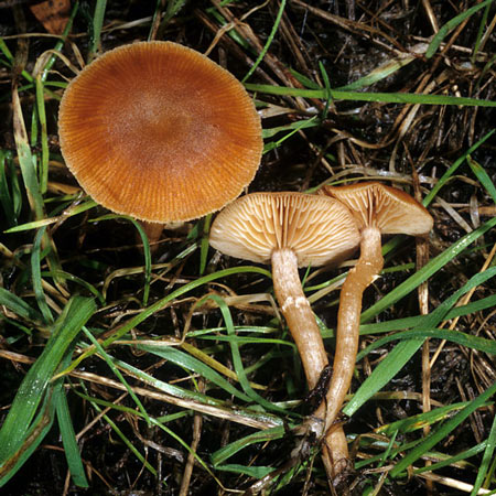 Tubaria confragosa - Mushroom Species Images