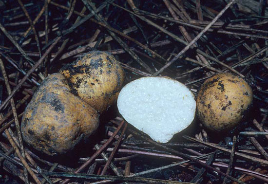 Leucogaster rubescens - Mushroom Species Images