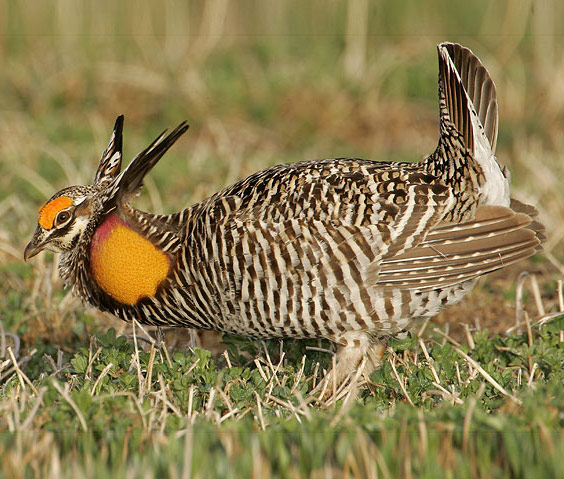 Greater Prairie-Chicken - Bird Species | Frinvelis jishebi | ფრინველის ჯიშები