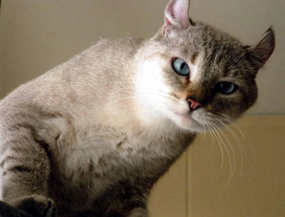 American Polydactyl - cat Breeds | კატის ჯიშები | katis jishebi