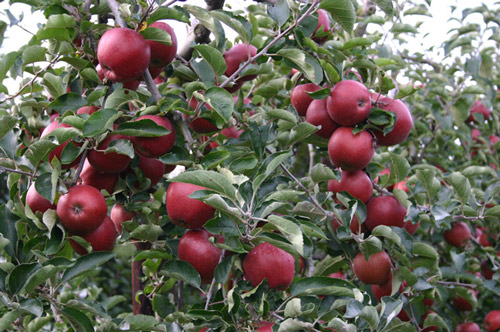 Red Jonaprince - Apple Varieties