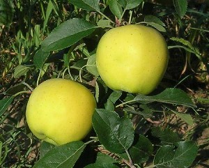 Blondee - Apple Varieties