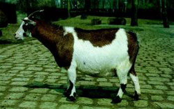 West African Dwarf Goat - goats Breeds | txis jishebi | თხის ჯიშები
