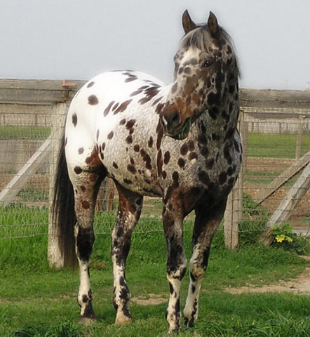 Appaloosa Sport Horse - horse Breeds | ცხენის ჯიშები| cxenis jishebi