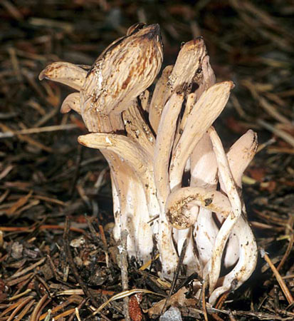 Clavariadelphus caespitosus - Mushroom Species Images