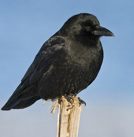 Northwestern Crow - Bird Species | Frinvelis jishebi | ფრინველის ჯიშები