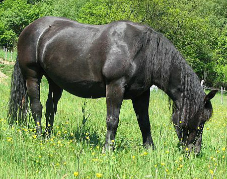 Abtenauer Horse - horse Breeds | ცხენის ჯიშები| cxenis jishebi