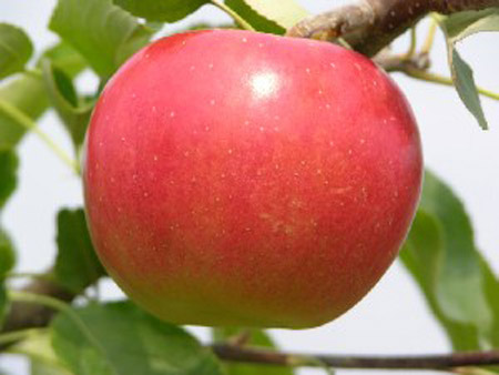 Sansa - Apple Varieties