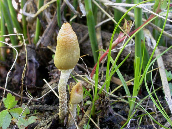 Weraroa cucullata: Leratiomyces cucullatus - Fungi species | sokos jishebi | სოკოს ჯიშები