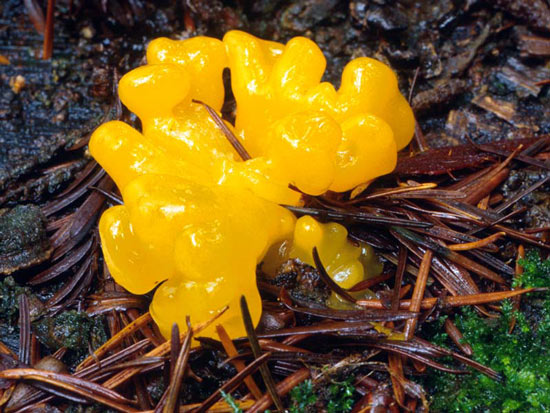 Dacrymyces palmatus - Fungi species | sokos jishebi | სოკოს ჯიშები
