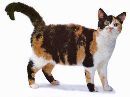 American Wirehair 3 - cat Breeds | კატის ჯიშები | katis jishebi