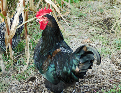 Australorp 3 - chicken Breeds | ქათმის ჯიშები | qatmis jishebi