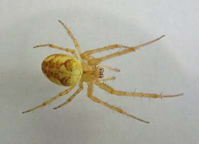 Cm. Orb-weaver - Spider species | OBOBAS JISHEBI | ობობას ჯიშები