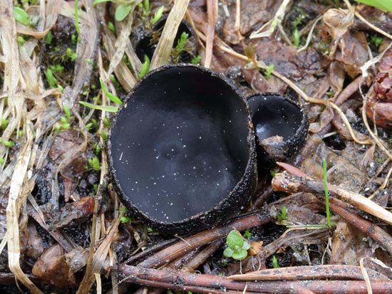 Pseudoplectania nigrella  - Mushroom Species Images