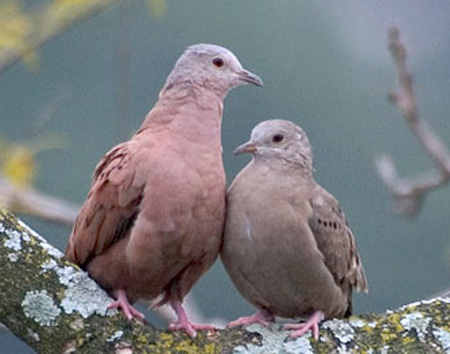 Ruddy Ground-Dove - Bird Species | Frinvelis jishebi | ფრინველის ჯიშები