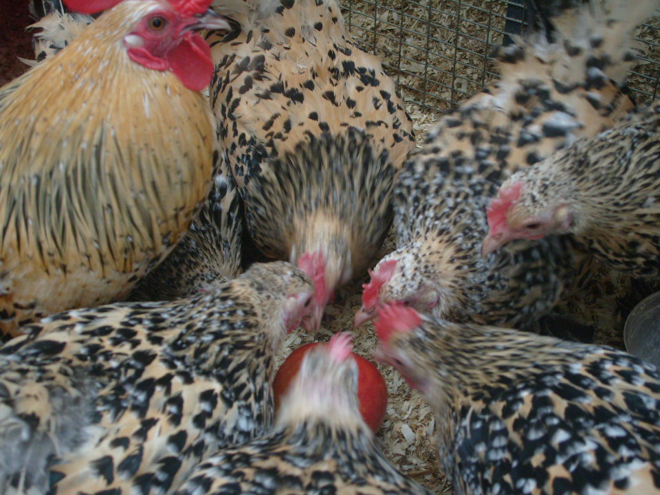 Booted Bantam 1 - chicken Breeds | ქათმის ჯიშები | qatmis jishebi