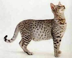 Egyptian Mau 2 - cat Breeds | კატის ჯიშები | katis jishebi