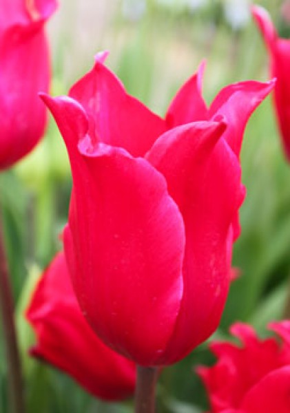 Pretty Woman -                                                         Species Tulip| TITA | ტიტა                                                        