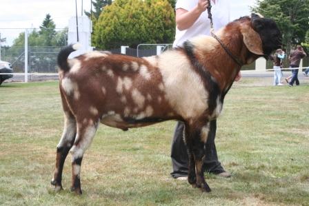 Anglo-Nubian - goats Breeds | txis jishebi | თხის ჯიშები