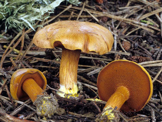 Boletus piperatus: Chalciporus piperatus - Mushroom Species Images