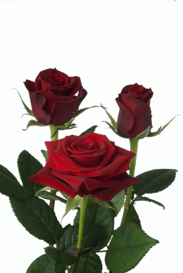 Shiraz - Rose Varieties | VARDI | ვარდი                                                                                                                