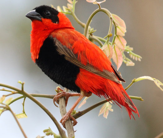 Orange Bishop - Bird Species | Frinvelis jishebi | ფრინველის ჯიშები