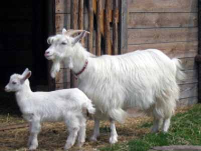 Carpathian Goat - goats Breeds | txis jishebi | თხის ჯიშები